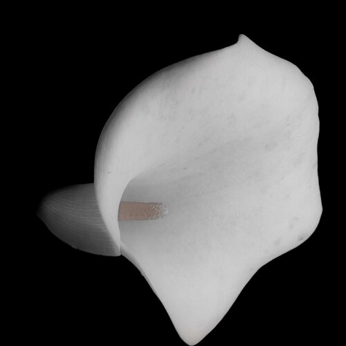 Serie Flores - Cala 3 von Claudia Ocanto, Fotografie kaufen auf Singulart