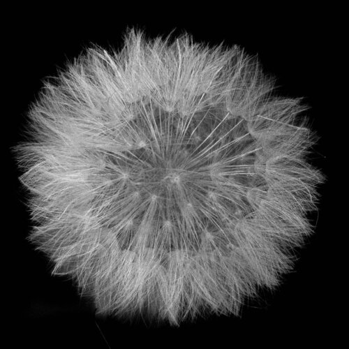 Serie Flores - Flor de Diente de León 1 von Claudia Ocanto, Fotografie kaufen auf Singulart