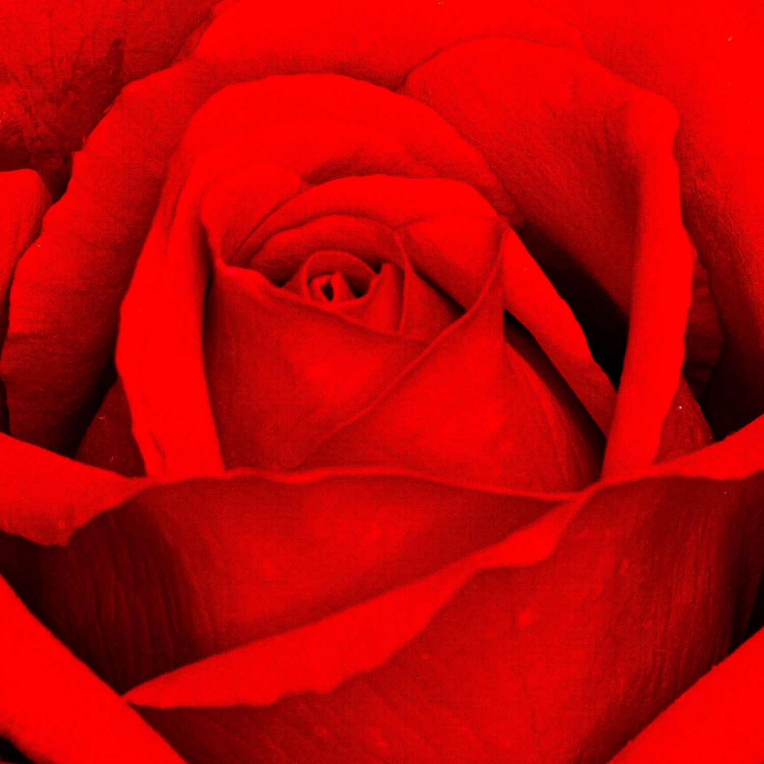 Serie Flores - Rosa 2 Claudia Ocanto