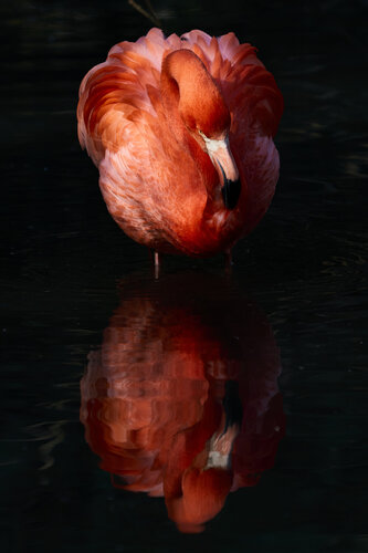 Flamingo. Così in alto, così in basso von Antonio Milesi, Fotografie kaufen auf Singulart