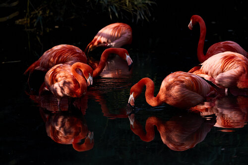 Risonanze Simmetriche von Antonio Milesi, Fotografie kaufen auf Singulart