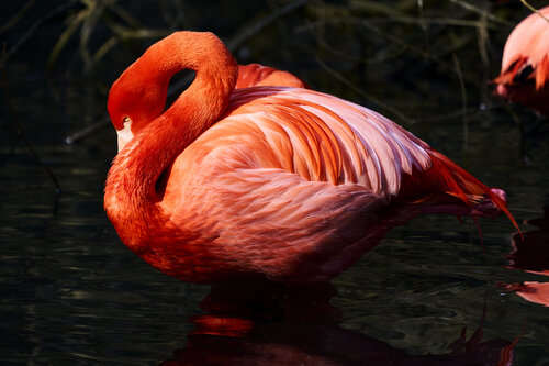 Centro Immobile von Antonio Milesi, Fotografie kaufen auf Singulart