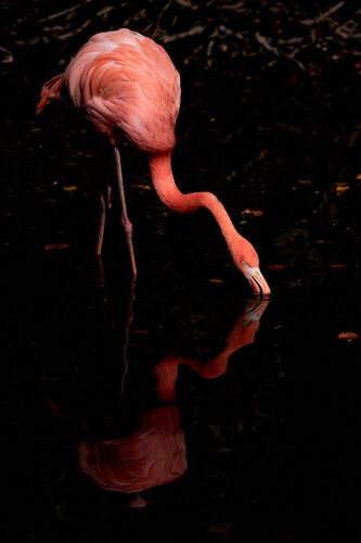 Flamingo. Così in alto, così in basso by Antonio Milesi, Photography for Sale on Singulart