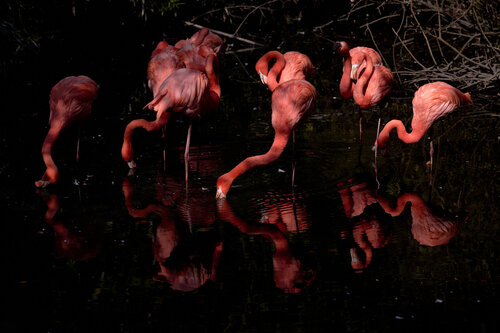 Flamingo. L'Armonia del Risveglio by Antonio Milesi, Photography for Sale on Singulart