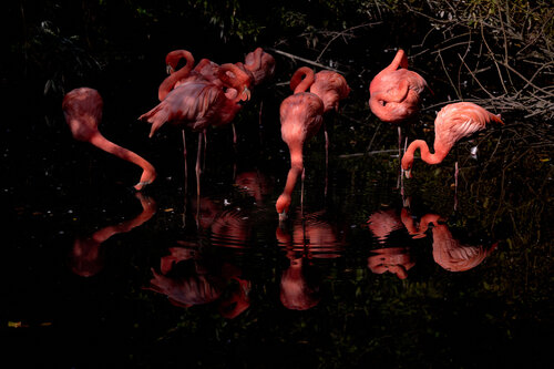 Flamingo. Coreografia by Antonio Milesi, Photography for Sale on Singulart