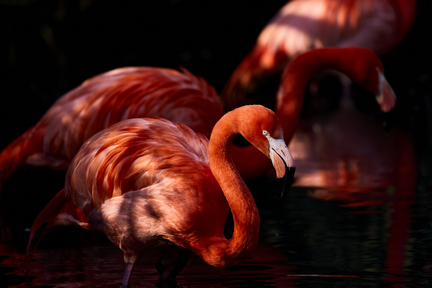 Testimone Lucente Antonio Milesi