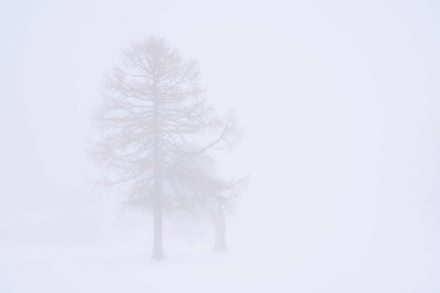 The Mist Antonio Milesi