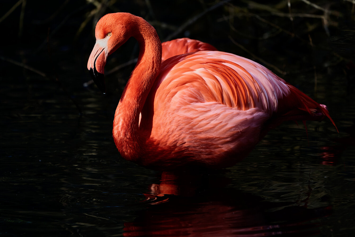 Flamingo. Solo con me stesso. Antonio Milesi Fotografie zu verkaufen