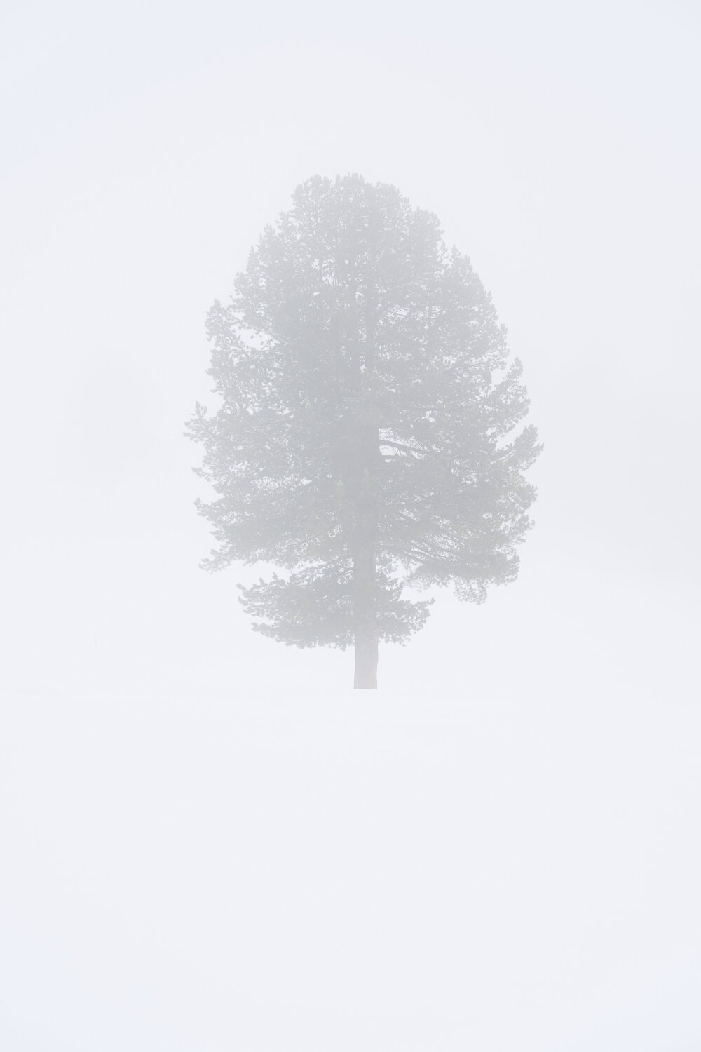 Lost Antonio Milesi
