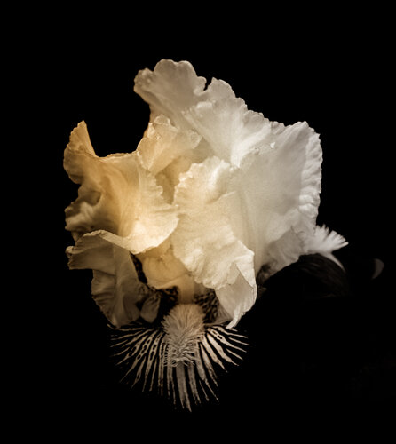 Dragon Flower by Steven Fogel, Photography for Sale on Singulart