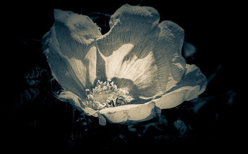 Pink Flower in Black and White by Steven Fogel, Photography for Sale on Singulart