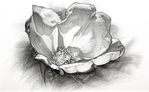 Pink Flower in Black and White Sketch by Steven Fogel, Digital for Sale on Singulart