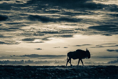 Wildebeast at Sunset di Steven Fogel, Fotografia in vendita su Singulart