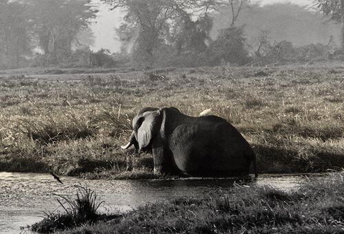 Lone African Elephant di Steven Fogel, Fotografia in vendita su Singulart
