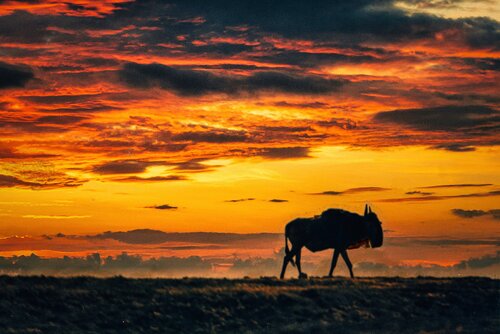Wildebeest Silhouette at Sunset Color by Steven Fogel, Photography for Sale on Singulart