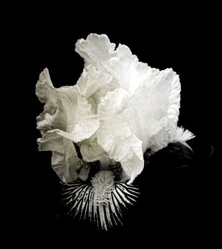 Dragon Flower Black and White by Steven Fogel, Photography for Sale on Singulart