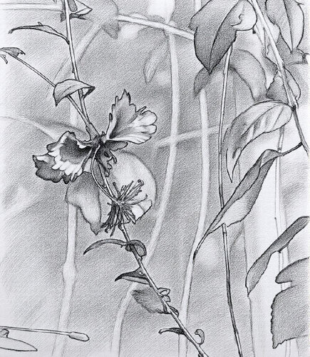 Flower and Foliage Sketch di Steven Fogel, Digitale in vendita su Singulart