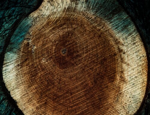 Rings of a Tree by Steven Fogel, Photography for Sale on Singulart