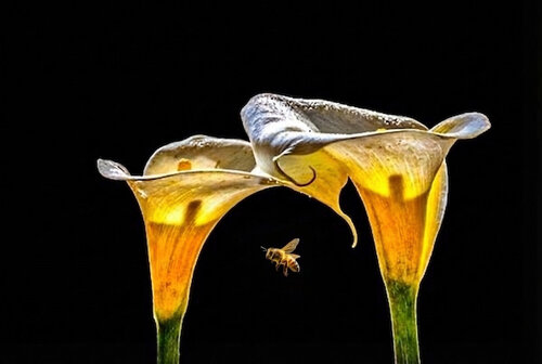 A Bee and Two Flowers by Steven Fogel, Photography for Sale on Singulart