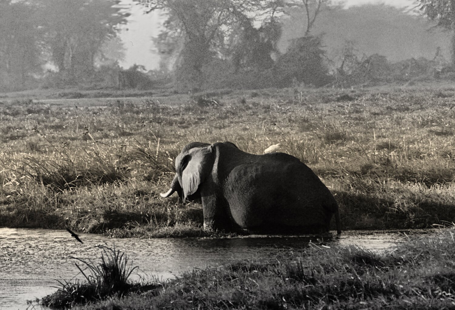 Lone African Elephant Steven Fogel