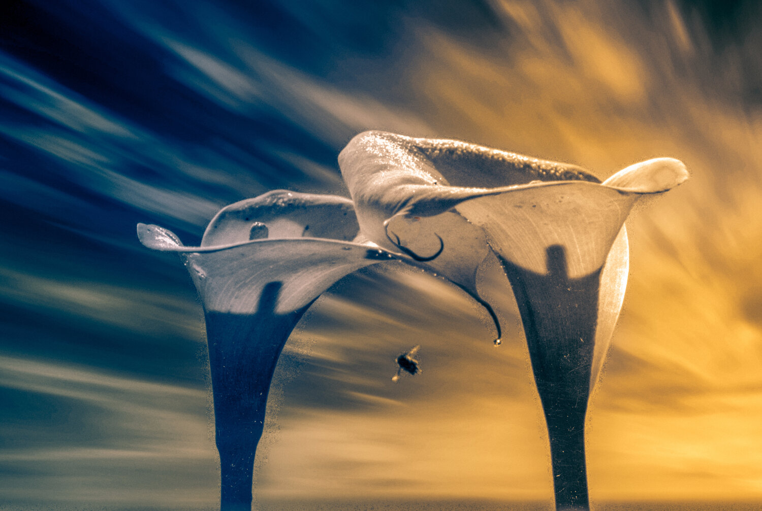 Two Flowers and a Bee at Sunset Steven Fogel