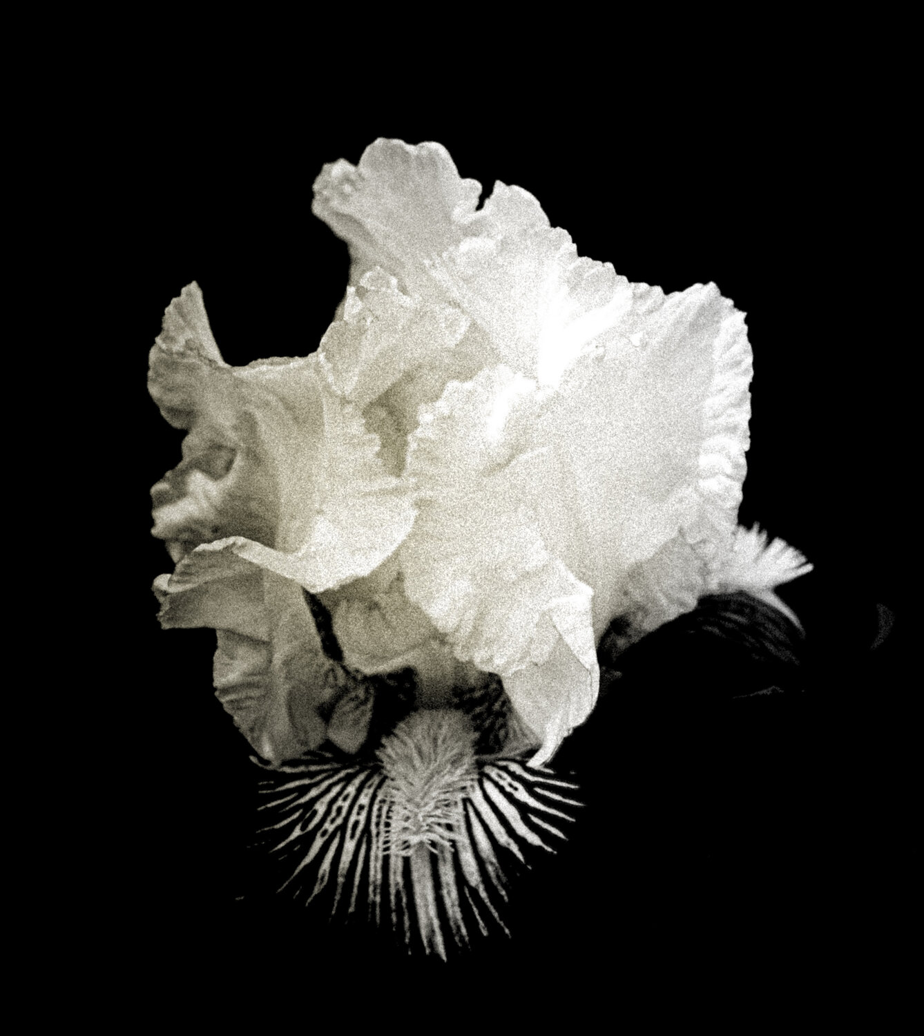 Dragon Flower Black and White Steven Fogel