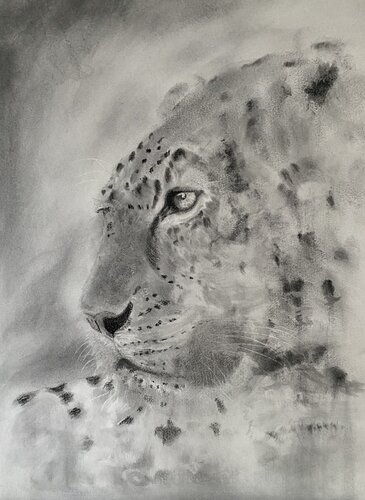 Leopard von Neil Dixon, Zeichnungen kaufen auf Singulart