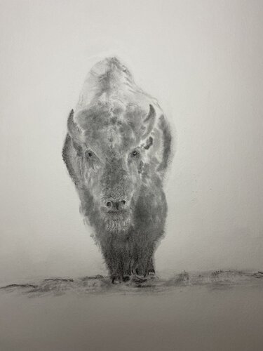 Bison von Neil Dixon, Zeichnungen kaufen auf Singulart