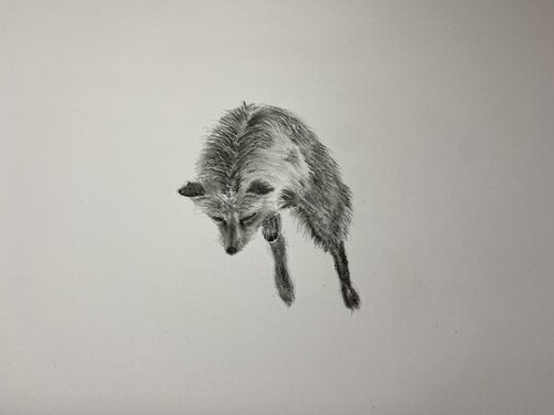Fox The Pounce von Neil Dixon, Zeichnungen kaufen auf Singulart