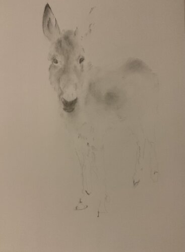 L’Ane von Neil Dixon, Zeichnungen kaufen auf Singulart