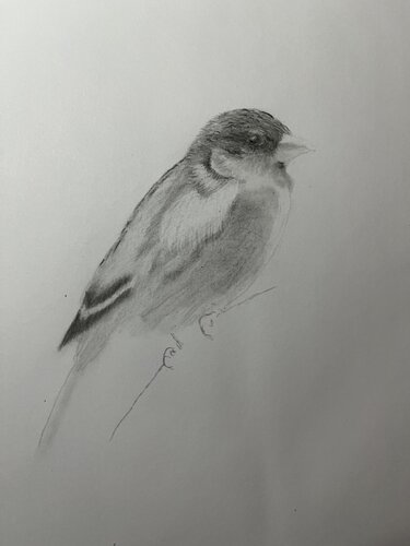 Sparrow von Neil Dixon, Zeichnungen kaufen auf Singulart