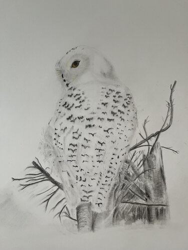 Snowy Owl von Neil Dixon, Zeichnungen kaufen auf Singulart