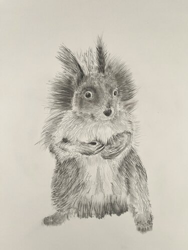Squirrel by Neil Dixon, Drawing for Sale on Singulart