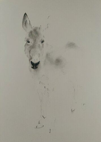 L’Ane- Signed Limited Edition Print 40cmx29cm (100 Prints) by Neil Dixon, Drawing for Sale on Singulart