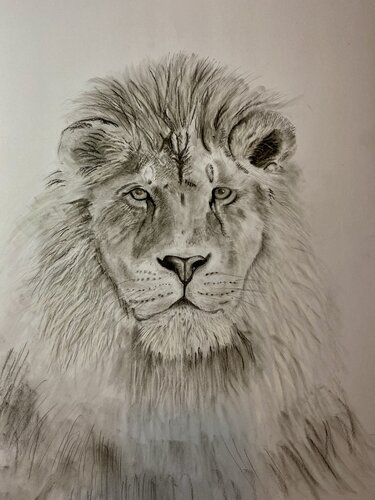 Lion- Signed Limited Edition Print 40cmx30cm (100 Prints) by Neil Dixon, Drawing for Sale on Singulart