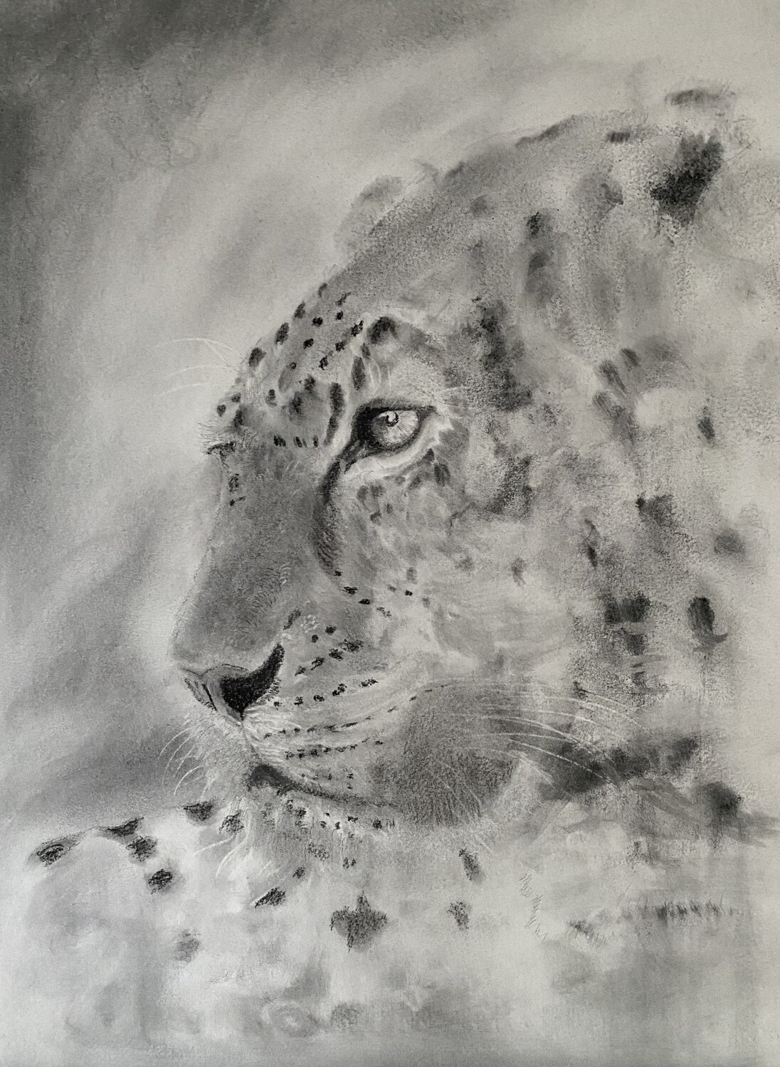 Leopard Neil Dixon