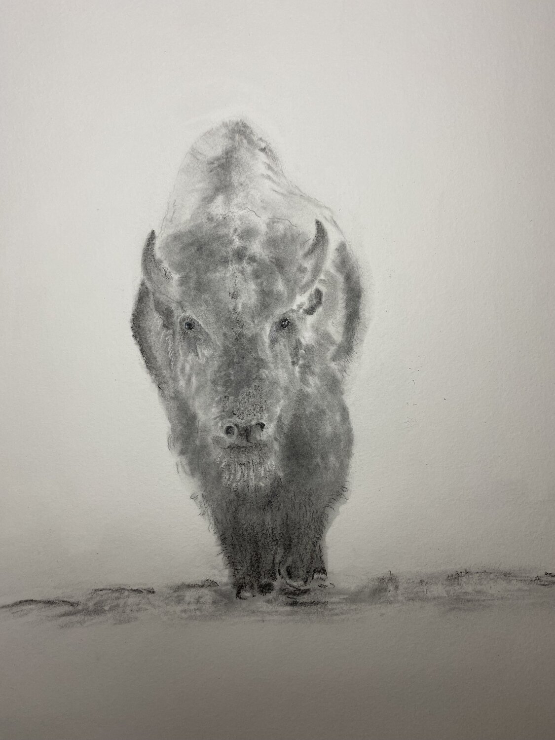Bison Neil Dixon