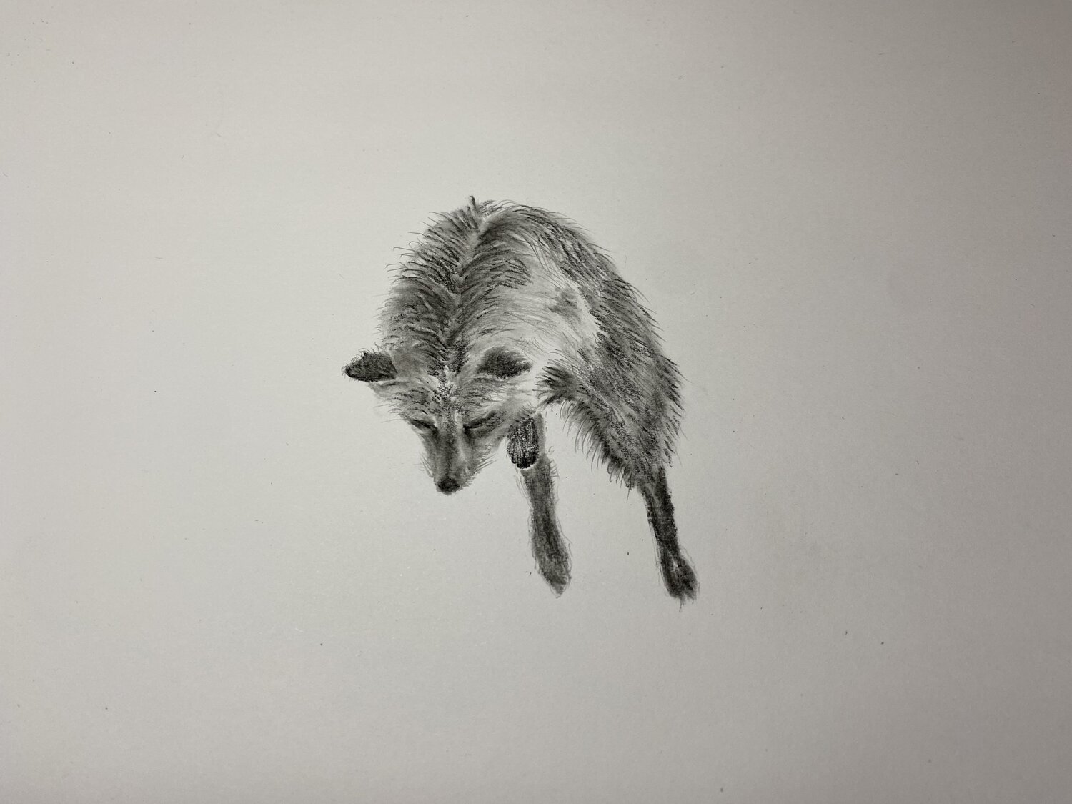 Fox The Pounce Neil Dixon
