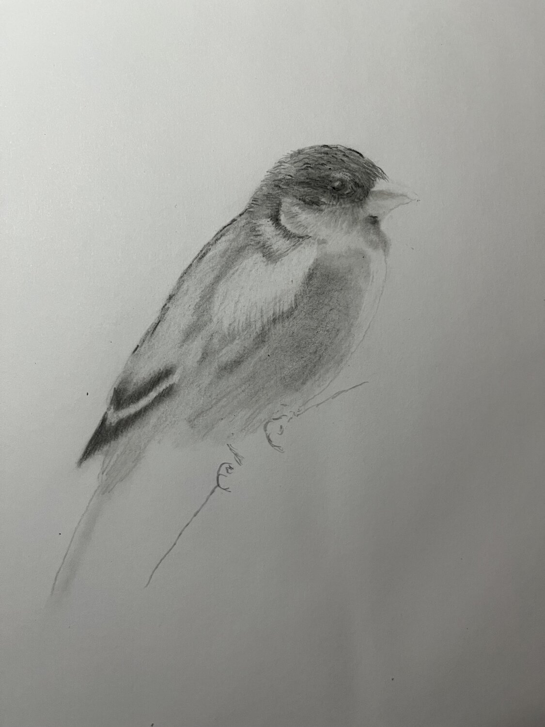 Sparrow Neil Dixon
