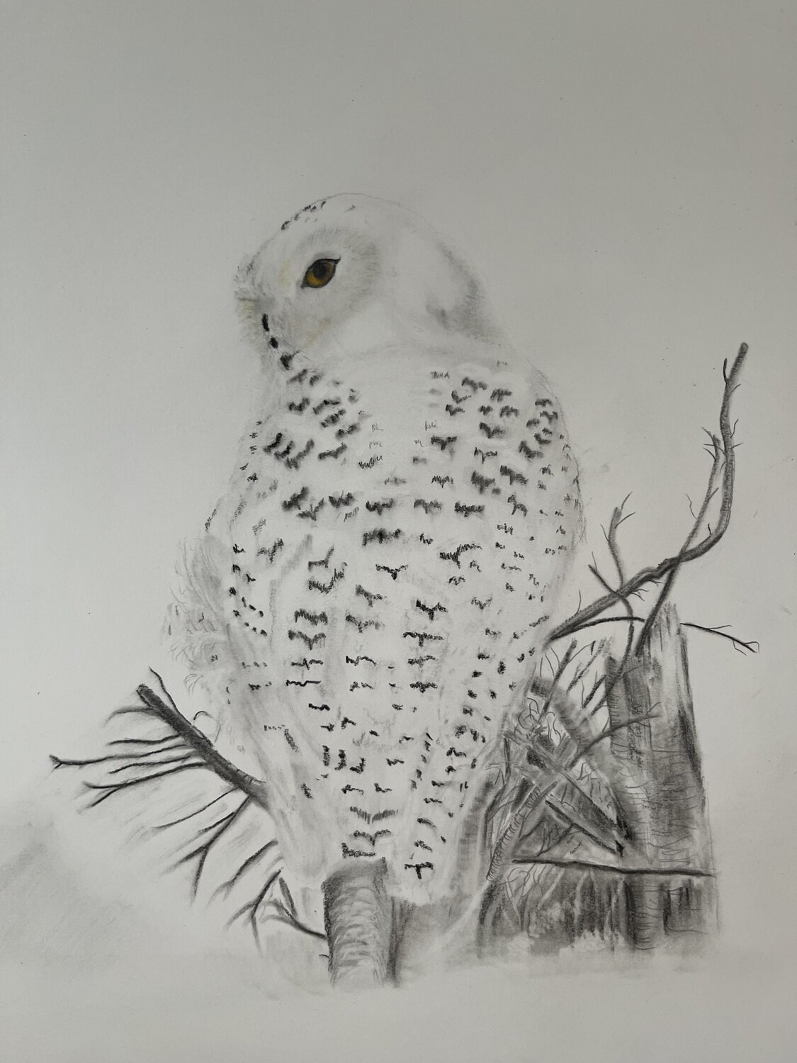 Snowy Owl Neil Dixon