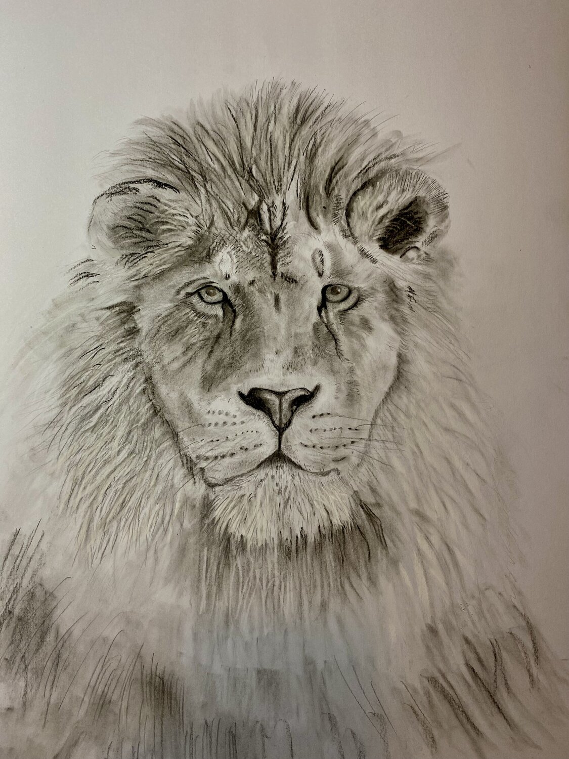 Lion- Signed Limited Edition Print 40cmx30cm (100 Prints) Neil Dixon