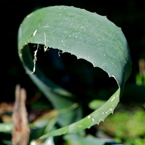 Isola d’Elba - Località Due Vie - Agave de Nicolò Orsi Battaglini, Fotografía a la venta en Singulart