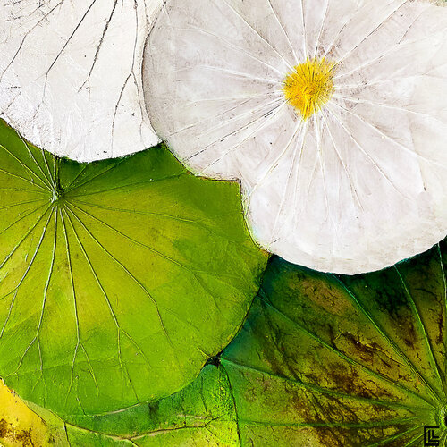 LOTUS GREEN 100 von claire lassonnery, Druck kaufen auf Singulart
