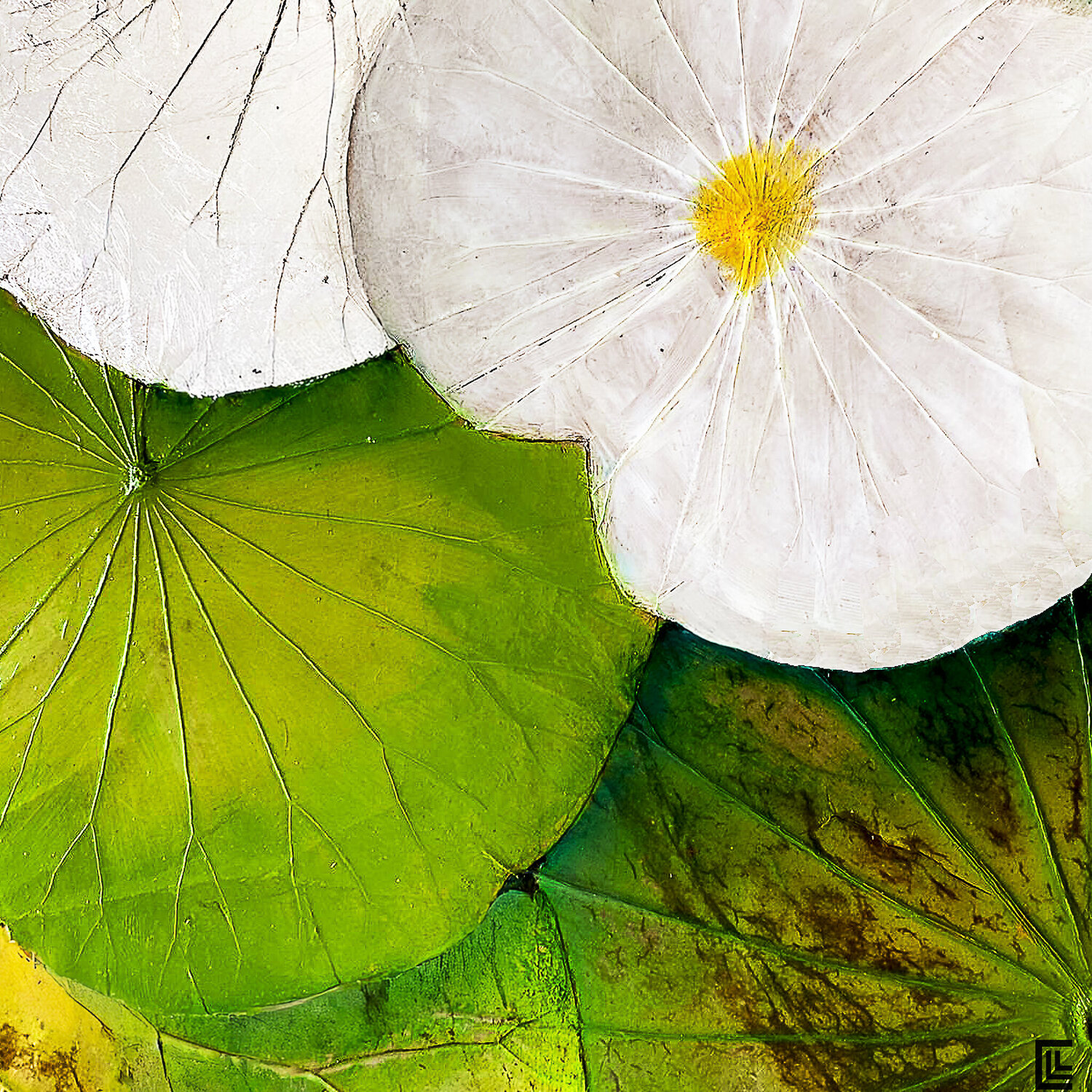 LOTUS GREEN 100 claire lassonnery