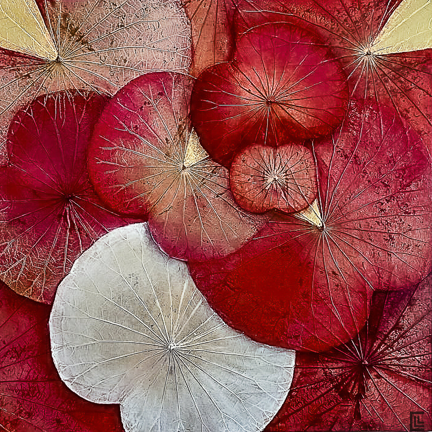 LOTUS ROUGE80 claire lassonnery