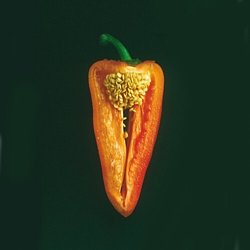 Paprika von Michael Lebed, Fotografie kaufen auf Singulart