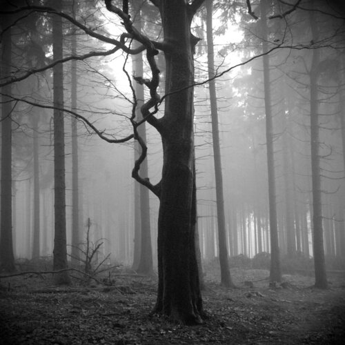 Wald van Michael Lebed, Fotografie te koop op Singulart