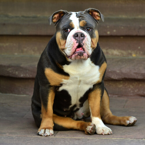 Hund van Michael Lebed, Fotografie te koop op Singulart