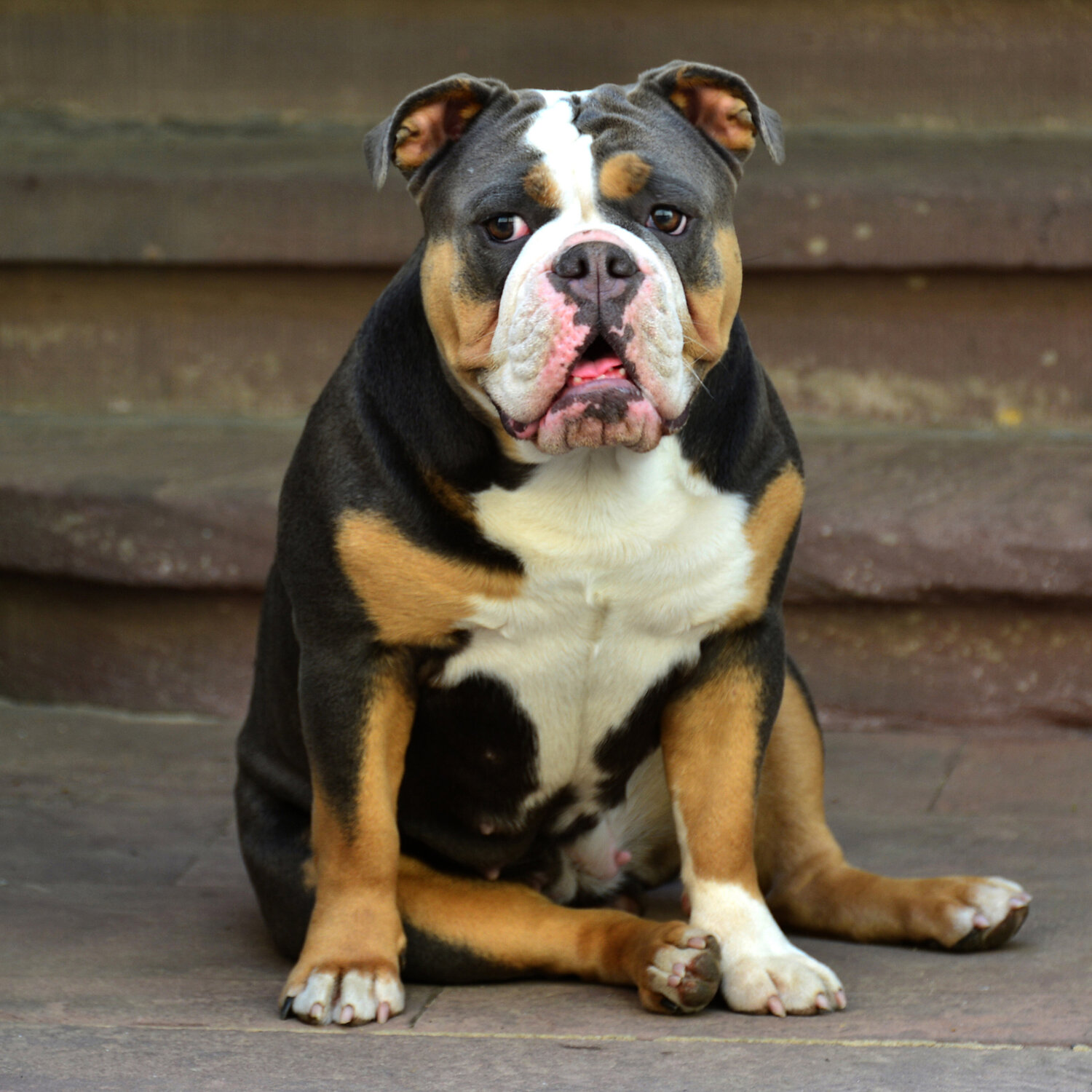 Hund Michael Lebed