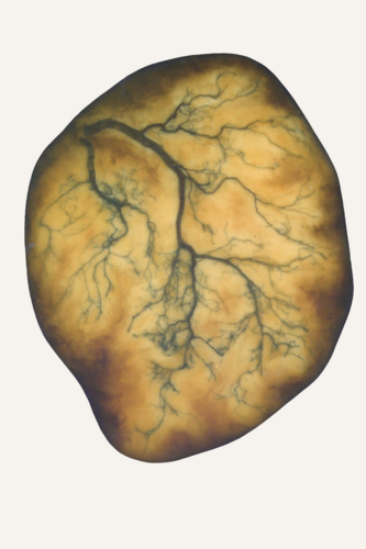 Structures of Life-Rootflow van Vanessa Jongebloet, Schilderij te koop op Singulart